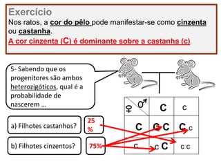 Exercício
Nos ratos, a cor do pêlo pode manifestar-se como cinzenta
ou castanha.
A cor cinzenta (C) é dominante sobre a castanha (c).
5- Sabendo que os
progenitores são ambos
heterozigóticos, qual é a
probabilidade de
nascerem …
a) Filhotes castanhos?
b) Filhotes cinzentos? c C
C CC
C
C c
c
c
c c75%
25
%
 