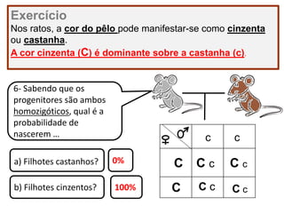 Exercício
Nos ratos, a cor do pêlo pode manifestar-se como cinzenta
ou castanha.
A cor cinzenta (C) é dominante sobre a castanha (c).
6- Sabendo que os
progenitores são ambos
homozigóticos, qual é a
probabilidade de
nascerem …
a) Filhotes castanhos?
b) Filhotes cinzentos? C c
C cC
c
C c
C
c
C c100%
0%
 