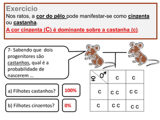 Exercício
Nos ratos, a cor do pêlo pode manifestar-se como cinzenta
ou castanha.
A cor cinzenta (C) é dominante sobre a castanha (c).
7- Sabendo que dois
progenitores são
castanhos, qual é a
probabilidade de
nascerem …
a) Filhotes castanhos?
b) Filhotes cinzentos? c c
c cc
c
c c
c
c
c c
100%
0%
 