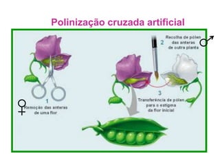 Polinização cruzada artificial
 