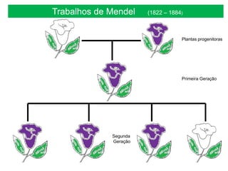 Trabalhos de Mendel (1822 – 1884)
Plantas progenitoras
Primeira Geração
Segunda
Geração
 