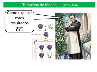 Trabalhos de Mendel (1822 – 1884)
Como explicar
estes
resultados
???
 