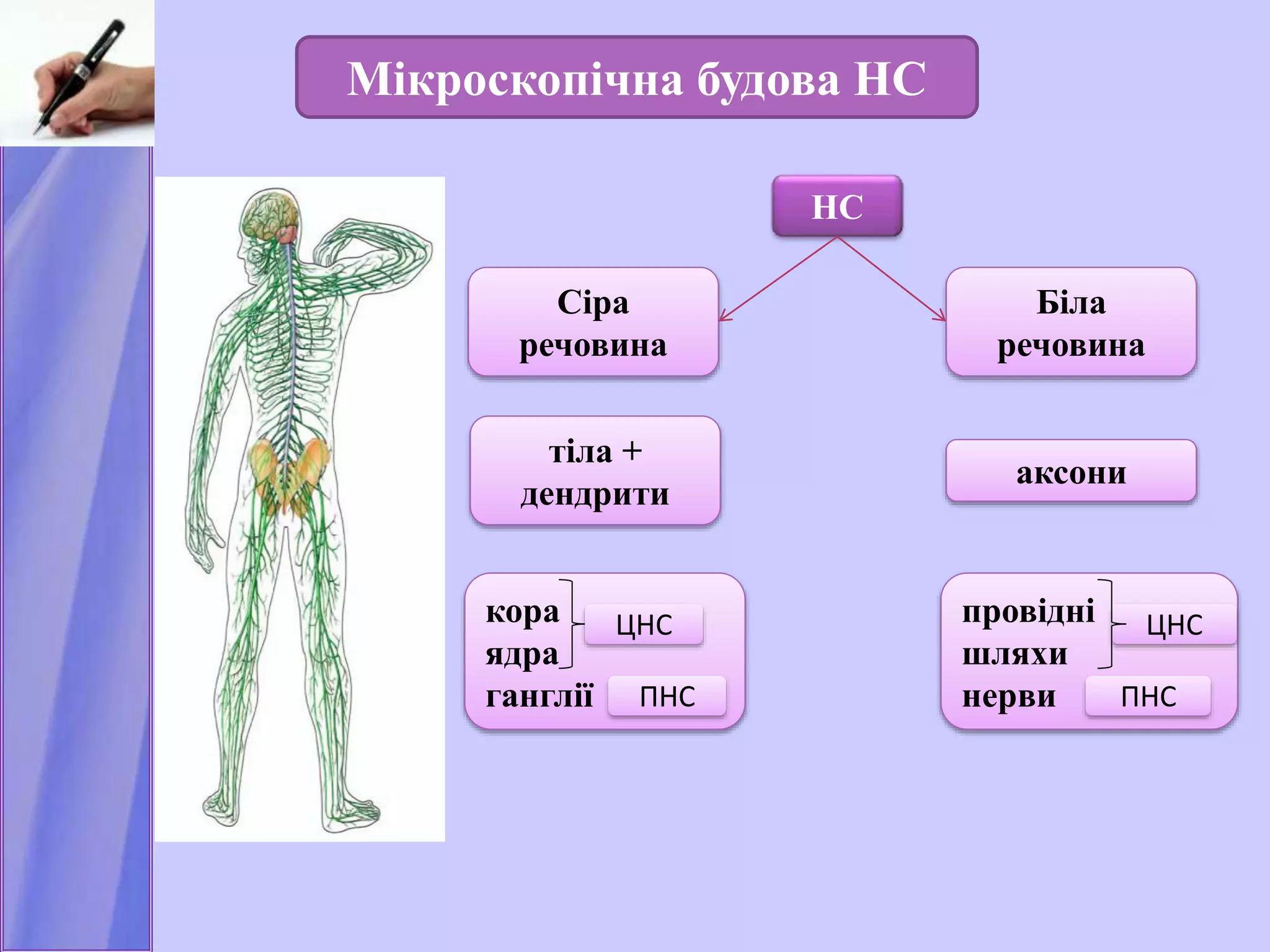 НС
Сіра
речовина
Мікроскопічна будова НС
Біла
речовина
тіла +
дендрити
аксони
кора
ядра
ганглії
ЦНС
ПНС
провідні
шляхи
нерви
ЦНС
ПНС
 