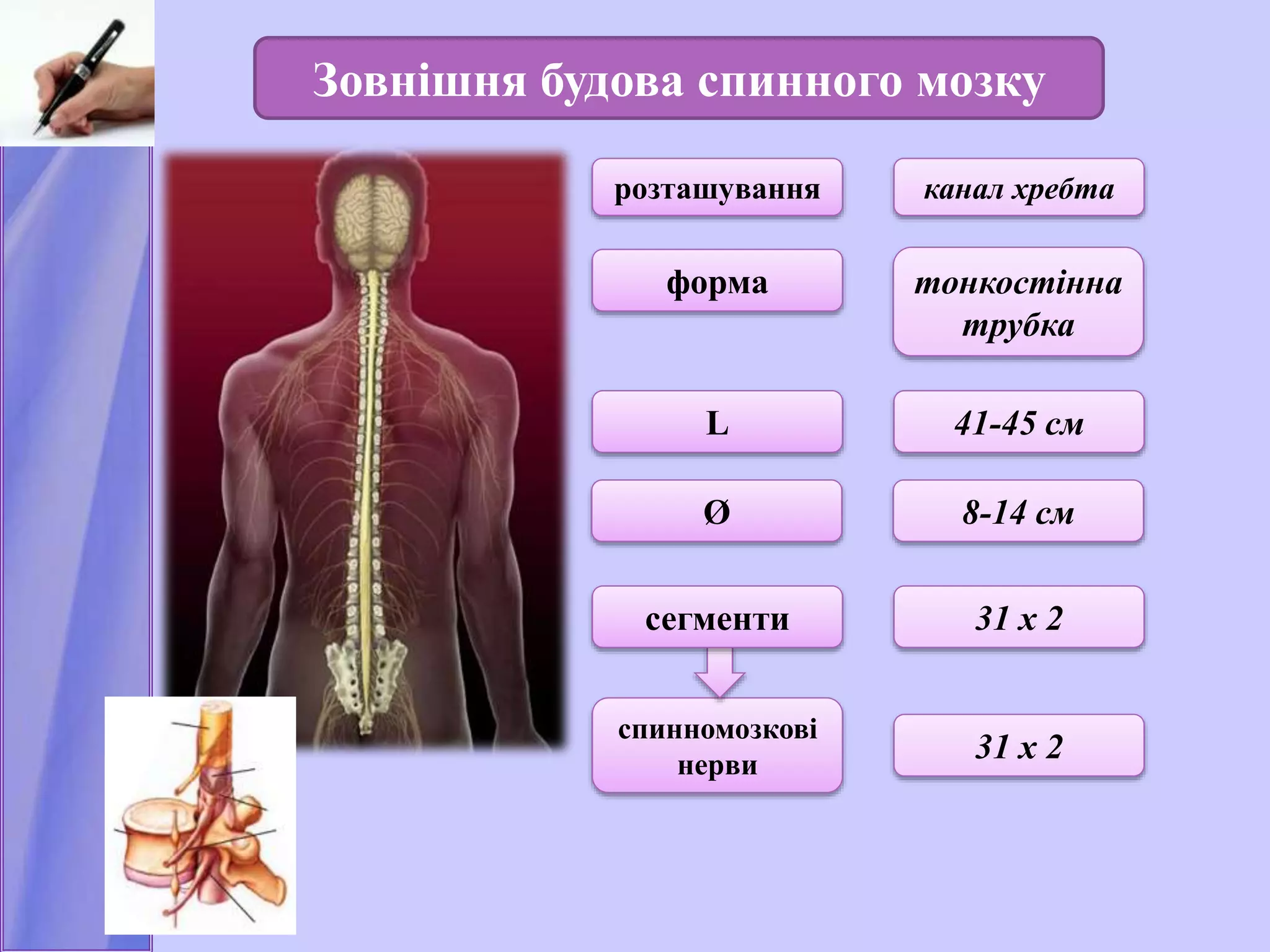 Зовнішня будова спинного мозку
розташування
форма
L
Ø 8-14 см
канал хребта
тонкостінна
трубка
41-45 см
31 х 2
31 х 2
спинномозкові
нерви
сегменти
 
