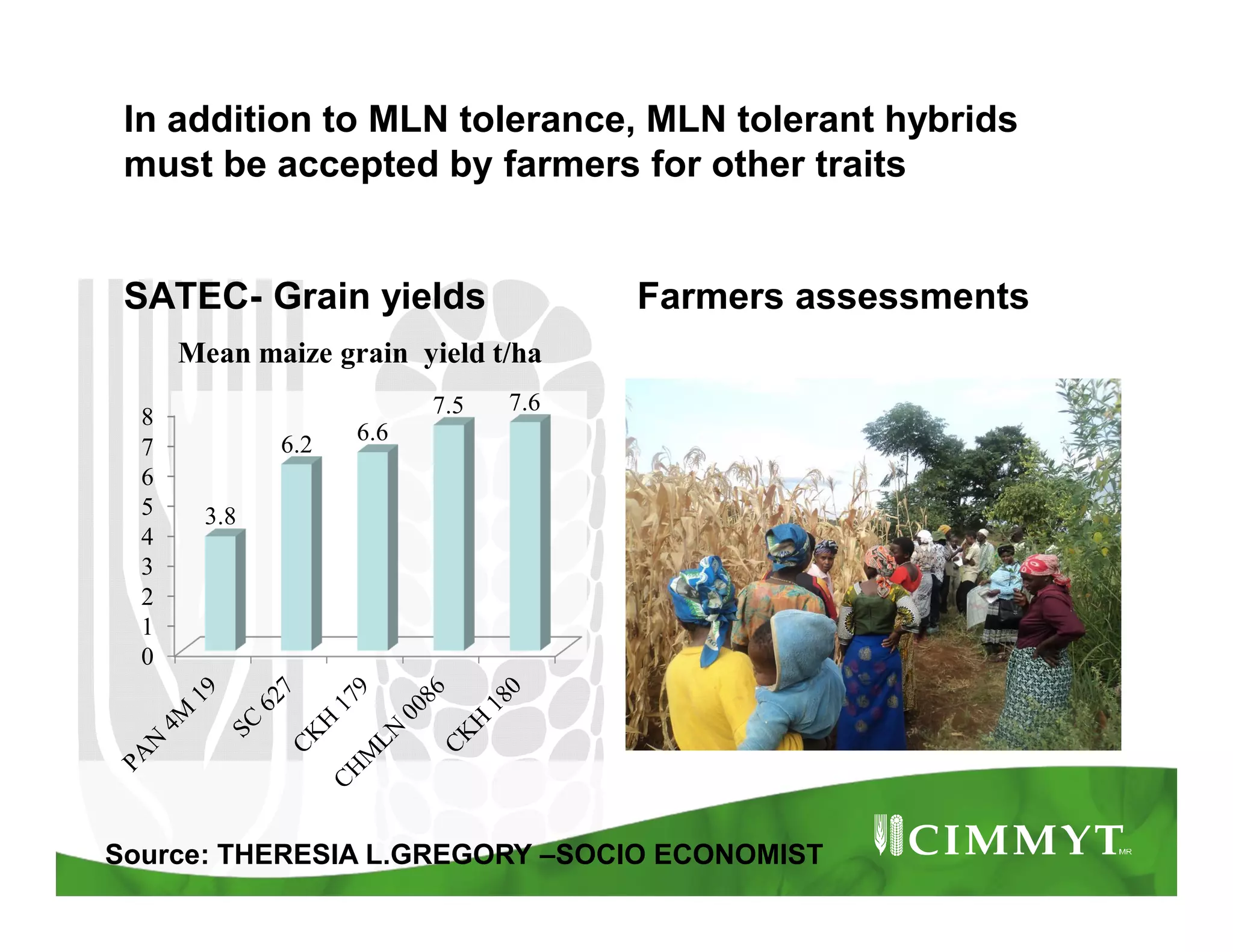 In addition to MLN tolerance, MLN tolerant hybrids
must be accepted by farmers for other traits
SATEC- Grain yields Farmers assessments
0
1
2
3
4
5
6
7
8
3.8
6.2 6.6
7.5 7.6
Mean maize grain yield t/ha
Source: THERESIA L.GREGORY –SOCIO ECONOMIST
 