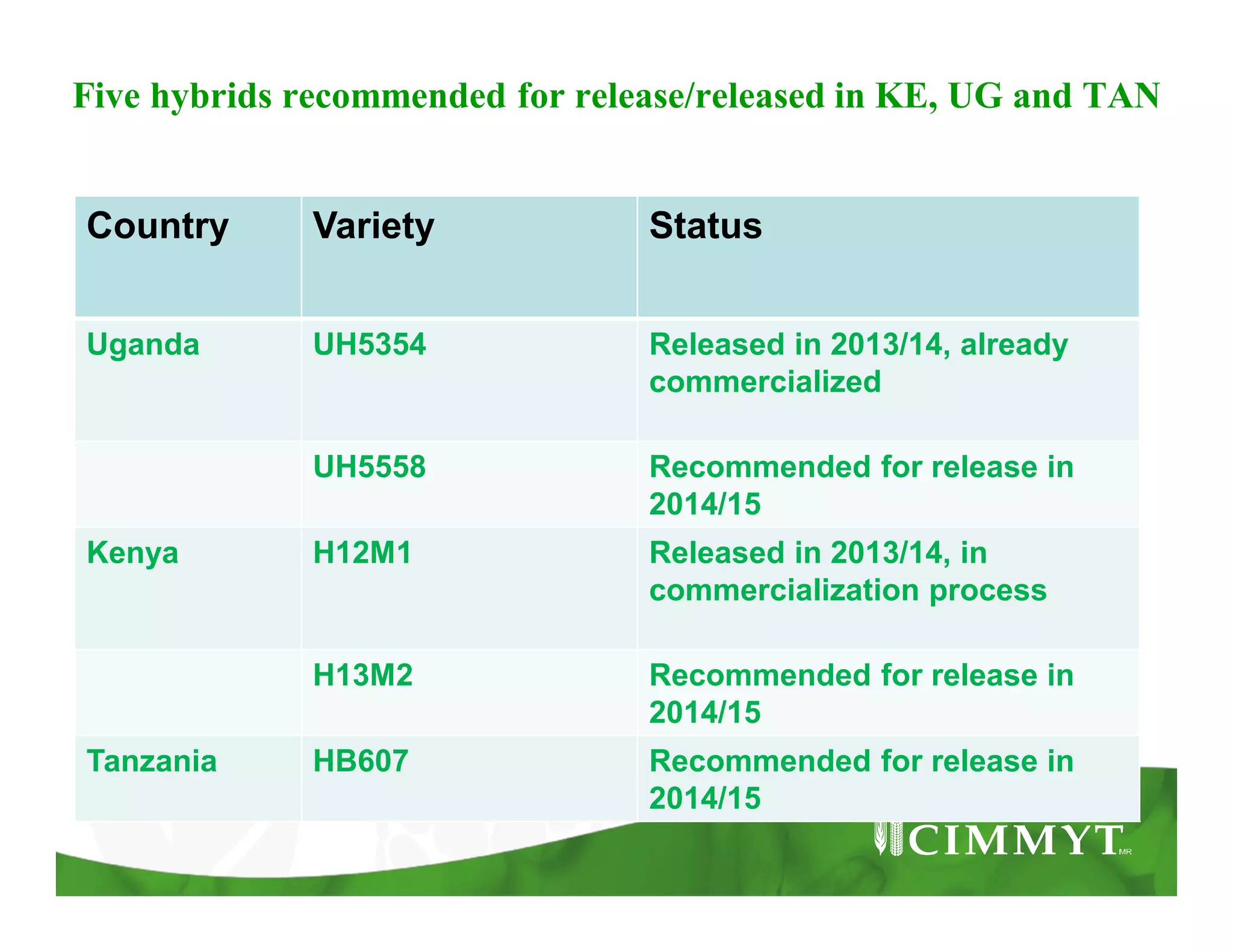 Five hybrids recommended for release/released in KE, UG and TAN
Country Variety Status
Uganda UH5354 Released in 2013/14, already
commercialized
UH5558 Recommended for release in
2014/15
Kenya H12M1 Released in 2013/14, in
commercialization process
H13M2 Recommended for release in
2014/15
Tanzania HB607 Recommended for release in
2014/15
 