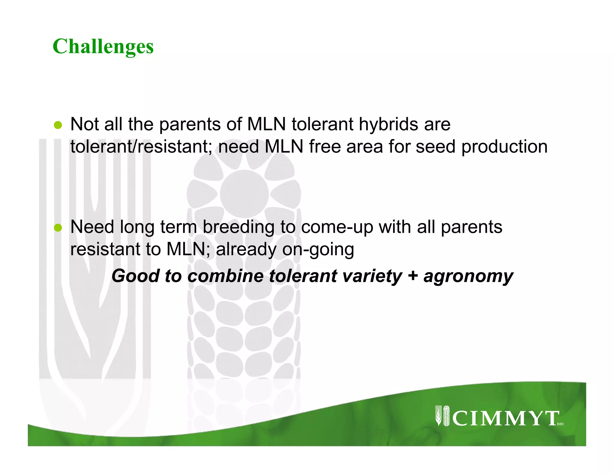 Challenges
● Not all the parents of MLN tolerant hybrids are
tolerant/resistant; need MLN free area for seed production
● Need long term breeding to come-up with all parents
resistant to MLN; already on-going
Good to combine tolerant variety + agronomy
 