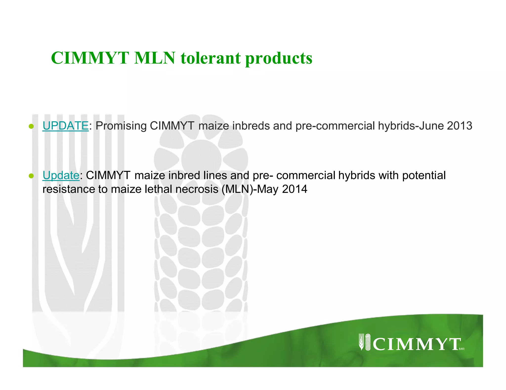 CIMMYT MLN tolerant products
● UPDATE: Promising CIMMYT maize inbreds and pre-commercial hybrids-June 2013
● Update: CIMMYT maize inbred lines and pre- commercial hybrids with potential
resistance to maize lethal necrosis (MLN)-May 2014
 