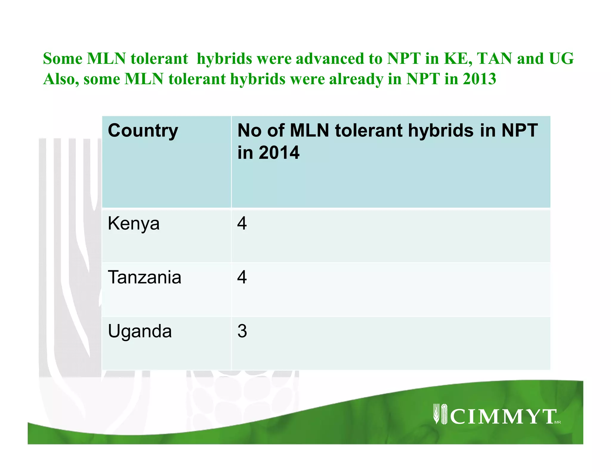 Some MLN tolerant hybrids were advanced to NPT in KE, TAN and UG
Also, some MLN tolerant hybrids were already in NPT in 2013
Country No of MLN tolerant hybrids in NPT
in 2014
Kenya 4
Tanzania 4
Uganda 3
 