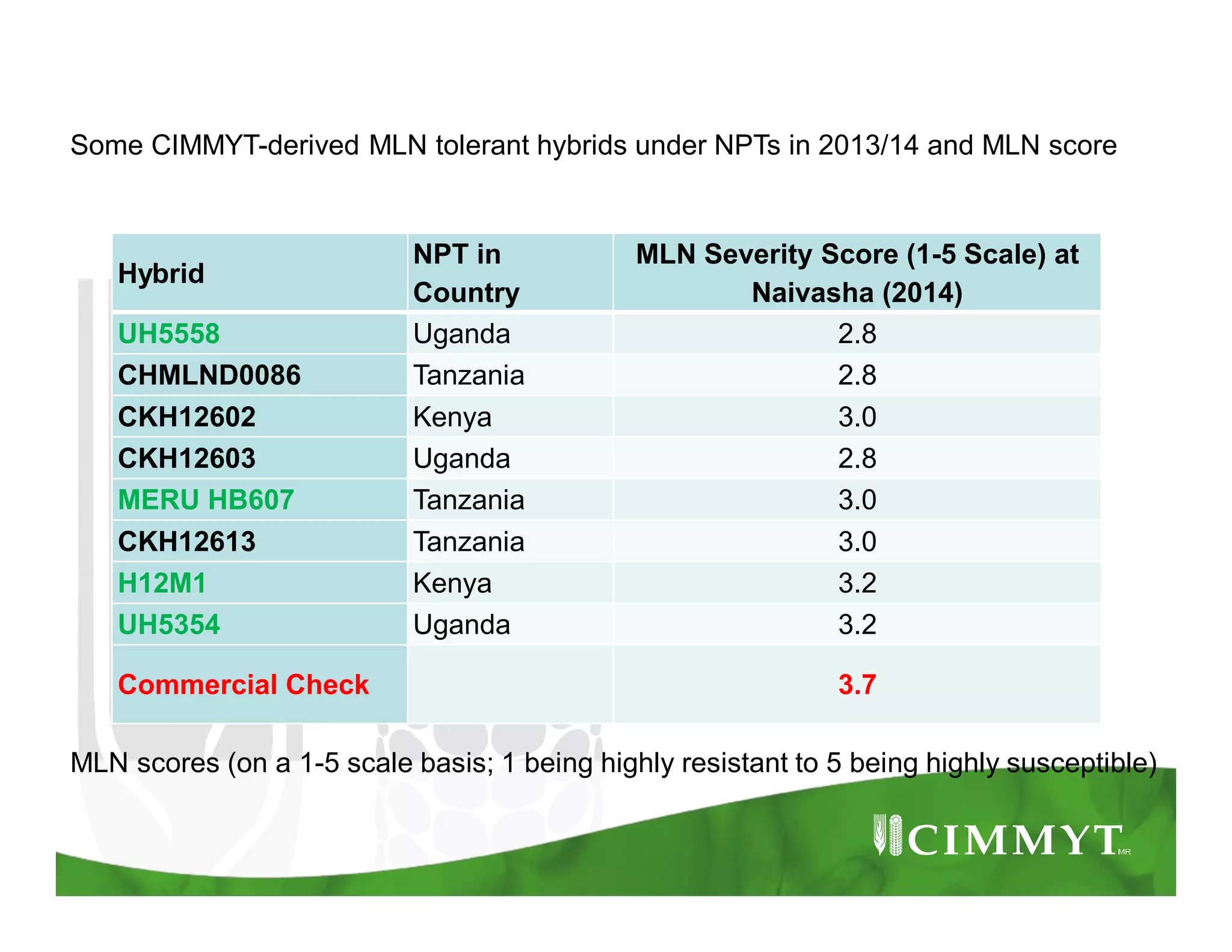 Hybrid
NPT in
Country
MLN Severity Score (1-5 Scale) at
Naivasha (2014)
UH5558 Uganda 2.8
CHMLND0086 Tanzania 2.8
CKH12602 Kenya 3.0
CKH12603 Uganda 2.8
MERU HB607 Tanzania 3.0
CKH12613 Tanzania 3.0
H12M1 Kenya 3.2
UH5354 Uganda 3.2
Commercial Check 3.7
MLN scores (on a 1-5 scale basis; 1 being highly resistant to 5 being highly susceptible)
Some CIMMYT-derived MLN tolerant hybrids under NPTs in 2013/14 and MLN score
 