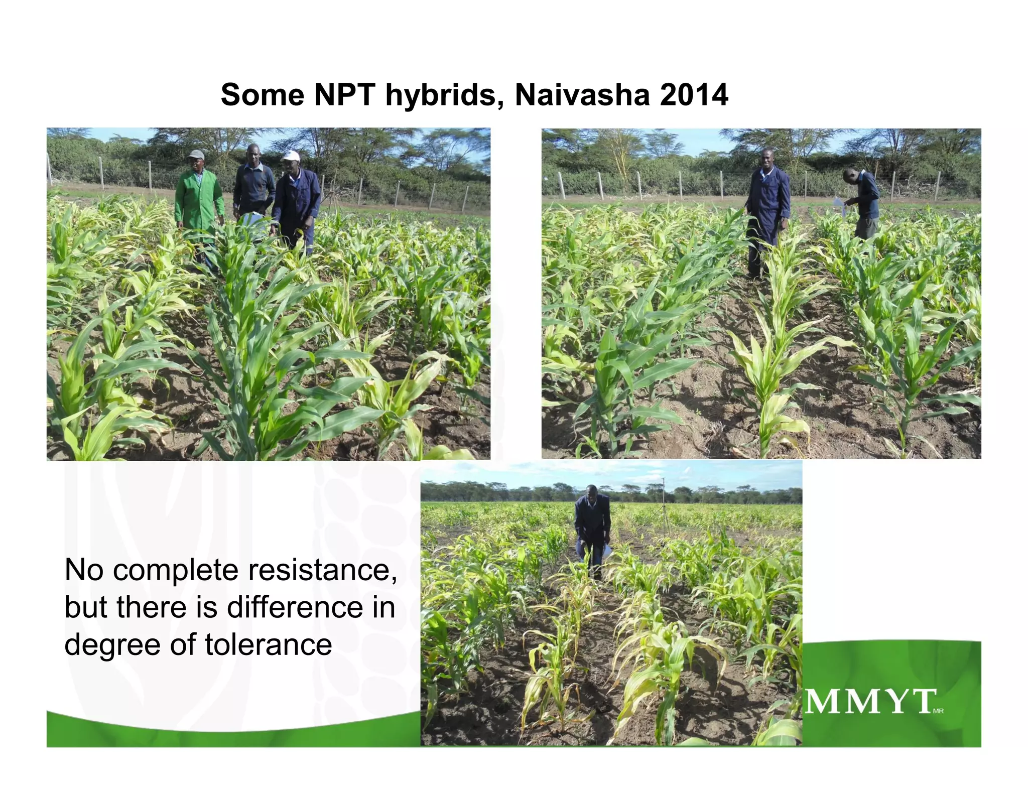 Some NPT hybrids, Naivasha 2014
No complete resistance,
but there is difference in
degree of tolerance
 