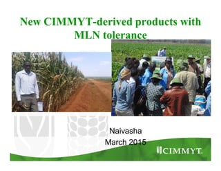New CIMMYT-derived products with
MLN tolerance
Naivasha
March 2015
 