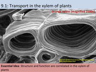 9.1: Transport in the xylem of plants
http://131.229.88.77/microscopy/Portfolios/Arlene/Portf
olio4_files/Portfolio2.html
Orange xylem (magnified 2500x)
Essential Idea: Structure and function are correlated in the xylem of
plants
 
