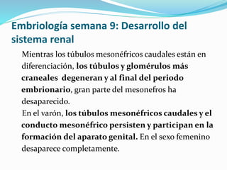 Embriología semana 9: Desarrollo del
sistema renal
Mientras los túbulos mesonéfricos caudales están en
diferenciación, los túbulos y glomérulos más
craneales degeneran y al final del periodo
embrionario, gran parte del mesonefros ha
desaparecido.
En el varón, los túbulos mesonéfricos caudales y el
conducto mesonéfrico persisten y participan en la
formación del aparato genital. En el sexo femenino
desaparece completamente.
 