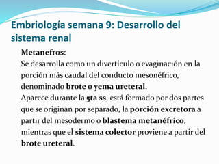 Embriología semana 9: Desarrollo del
sistema renal
Metanefros:
Se desarrolla como un divertículo o evaginación en la
porción más caudal del conducto mesonéfrico,
denominado brote o yema ureteral.
Aparece durante la 5ta ss, está formado por dos partes
que se originan por separado, la porción excretora a
partir del mesodermo o blastema metanéfrico,
mientras que el sistema colector proviene a partir del
brote ureteral.
 