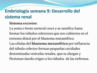 Embriología semana 9: Desarrollo del
sistema renal
Sistema excretor:
La yema o brote ureteral crece y se ramifica hasta
formar los túbulos colectores que son cubiertos en el
extremo distal por el blastema metanéfrico.
Las células del blastema metanéfrico por influencia
del túbulo colector forman pequeñas cavidades
denominadas vesículas renales, que se alargan y
flexionan dando origen a los túbulos de las nefronas.
 