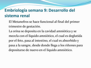 Embriología semana 9: Desarrollo del
sistema renal
El Metanefros se hace funcional al final del primer
trimestre de gestación.
La orina se deposita en la cavidad amniótica y se
mezcla con el líquido amniótico, el cual es deglutida
por el feto, pasa al intestino, el cual es absorbido y
pasa a la sangre, desde donde llega a los riñones para
depositarse de nuevo en el líquido amniótico.
 