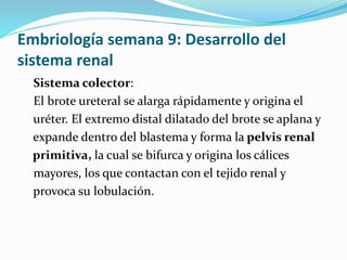 Embriología semana 9: Desarrollo del
sistema renal
Sistema colector:
El brote ureteral se alarga rápidamente y origina el
uréter. El extremo distal dilatado del brote se aplana y
expande dentro del blastema y forma la pelvis renal
primitiva, la cual se bifurca y origina los cálices
mayores, los que contactan con el tejido renal y
provoca su lobulación.
 