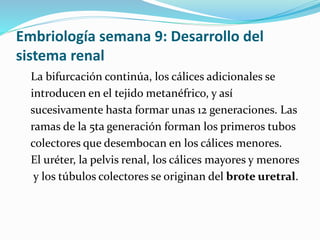 Embriología semana 9: Desarrollo del
sistema renal
La bifurcación continúa, los cálices adicionales se
introducen en el tejido metanéfrico, y así
sucesivamente hasta formar unas 12 generaciones. Las
ramas de la 5ta generación forman los primeros tubos
colectores que desembocan en los cálices menores.
El uréter, la pelvis renal, los cálices mayores y menores
y los túbulos colectores se originan del brote uretral.
 