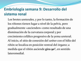 Embriología semana 9: Desarrollo del
sistema renal
Los brotes ureterales, y por lo tanto, la formación de
los riñones tienen lugar a nivel de la pelvis, pero
gradualmente «ascienden» como resultado de una
disminución de la curvatura corporal y por
crecimiento cefálico progresivo de la yema ureteral.
Al inicio, el sitio de conexión del uréter con el hilio del
riñón se localiza en posición ventral del órgano; a
medida que el riñón asciende gira 90°, en sentido
lateromedial.
 