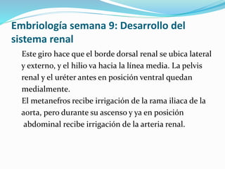 Embriología semana 9: Desarrollo del
sistema renal
Este giro hace que el borde dorsal renal se ubica lateral
y externo, y el hilio va hacia la línea media. La pelvis
renal y el uréter antes en posición ventral quedan
medialmente.
El metanefros recibe irrigación de la rama iliaca de la
aorta, pero durante su ascenso y ya en posición
abdominal recibe irrigación de la arteria renal.
 