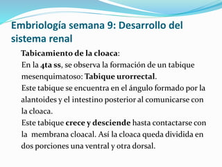 Embriología semana 9: Desarrollo del
sistema renal
Tabicamiento de la cloaca:
En la 4ta ss, se observa la formación de un tabique
mesenquimatoso: Tabique urorrectal.
Este tabique se encuentra en el ángulo formado por la
alantoides y el intestino posterior al comunicarse con
la cloaca.
Este tabique crece y desciende hasta contactarse con
la membrana cloacal. Así la cloaca queda dividida en
dos porciones una ventral y otra dorsal.
 