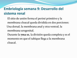 Embriología semana 9: Desarrollo del
sistema renal
El sitio de unión forma el periné primitivo y la
membrana cloacal queda dividida en dos porciones:
Una dorsal, la membrana anal y otra ventral, la
membrana urogenital.
Durante la 7ma ss, la división queda completa y es el
momento en que el tabique llega a la membrana
cloacal.
 