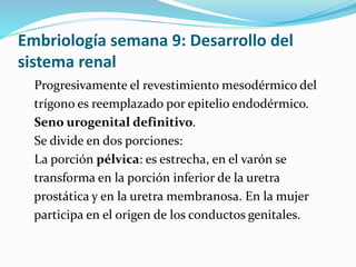 Embriología semana 9: Desarrollo del
sistema renal
Progresivamente el revestimiento mesodérmico del
trígono es reemplazado por epitelio endodérmico.
Seno urogenital definitivo.
Se divide en dos porciones:
La porción pélvica: es estrecha, en el varón se
transforma en la porción inferior de la uretra
prostática y en la uretra membranosa. En la mujer
participa en el origen de los conductos genitales.
 