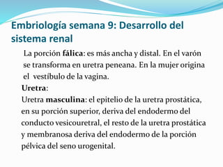 Embriología semana 9: Desarrollo del
sistema renal
La porción fálica: es más ancha y distal. En el varón
se transforma en uretra peneana. En la mujer origina
el vestíbulo de la vagina.
Uretra:
Uretra masculina: el epitelio de la uretra prostática,
en su porción superior, deriva del endodermo del
conducto vesicouretral, el resto de la uretra prostática
y membranosa deriva del endodermo de la porción
pélvica del seno urogenital.
 