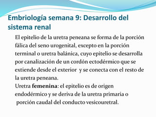Embriología semana 9: Desarrollo del
sistema renal
El epitelio de la uretra peneana se forma de la porción
fálica del seno urogenital, excepto en la porción
terminal o uretra balánica, cuyo epitelio se desarrolla
por canalización de un cordón ectodérmico que se
extiende desde el exterior y se conecta con el resto de
la uretra peneana.
Uretra femenina: el epitelio es de origen
endodérmico y se deriva de la uretra primaria o
porción caudal del conducto vesicouretral.
 