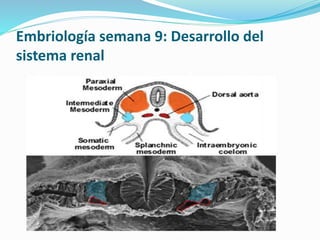 Embriología semana 9: Desarrollo del
sistema renal
 