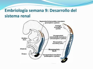 Embriología semana 9: Desarrollo del
sistema renal
 