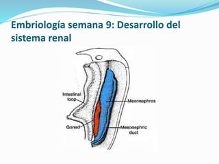 Embriología semana 9: Desarrollo del
sistema renal
 