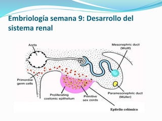 Embriología semana 9: Desarrollo del
sistema renal
 
