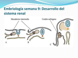 Embriología semana 9: Desarrollo del
sistema renal
 