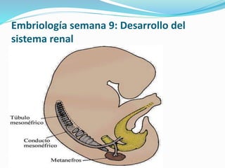 Embriología semana 9: Desarrollo del
sistema renal
 