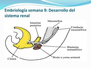 Embriología semana 9: Desarrollo del
sistema renal
 