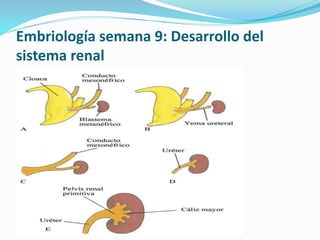 Embriología semana 9: Desarrollo del
sistema renal
 