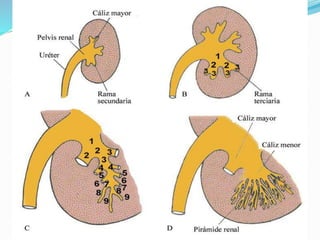 Embriología semana 9: Desarrollo del
sistema renal
 