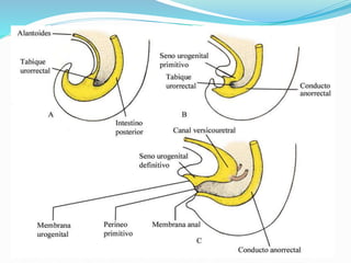 Embriología semana 9: Desarrollo del
sistema renal
 