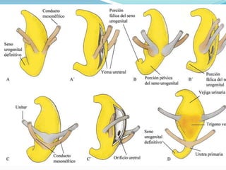 Embriología semana 9: Desarrollo del
sistema renal
 