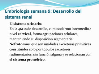 Embriología semana 9: Desarrollo del
sistema renal
El sistema urinario:
En la 4ta ss de desarrollo, el mesodermo intermedio a
nivel cervical, forma agrupaciones celulares,
manteniendo su disposición segmentaria:
Nefrotomos, que son unidades excretoras primitivas
constituidos solo por túbulos excretores
rudimentarios, sin función alguna y se relacionan con
el sistema pronéfrico.
 