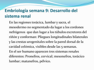 Embriología semana 9: Desarrollo del
sistema renal
En las regiones torácica, lumbar y sacra, el
mesodermo no segmentado da lugar a los cordones
nefrógenos que dan lugar a los túbulos excretores del
riñón y conforman: Pliegues longitudinales bilaterales
y las crestas urogenitales sobre la pared dorsal de la
cavidad celómica, visibles desde las 5 semanas.
En el ser humano aparecen tres sistemas renales
diferentes: Pronefros, cervical; mesonefros, torácico
lumbar; matanefros, pélvico.
 