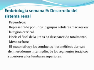 Embriología semana 9: Desarrollo del
sistema renal
Pronefros:
Representado por unos 10 grupos celulares macizos en
la región cervical.
Hacia el final de la 4ta ss ha desaparecido totalmente.
Mesonefros:
El mesonefros y los conductos mesonéfricos derivan
del mesodermo intermedio, de los segmentos torácicos
superiores a los lumbares superiores.
 