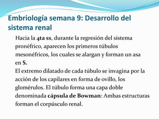 Embriología semana 9: Desarrollo del
sistema renal
Hacia la 4ta ss, durante la regresión del sistema
pronéfrico, aparecen los primeros túbulos
mesonéfricos, los cuales se alargan y forman un asa
en S.
El extremo dilatado de cada túbulo se invagina por la
acción de los capilares en forma de ovillo, los
glomérulos. El túbulo forma una capa doble
denominada cápsula de Bowman: Ambas estructuras
forman el corpúsculo renal.
 