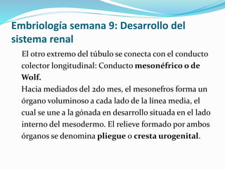 Embriología semana 9: Desarrollo del
sistema renal
El otro extremo del túbulo se conecta con el conducto
colector longitudinal: Conducto mesonéfrico o de
Wolf.
Hacia mediados del 2do mes, el mesonefros forma un
órgano voluminoso a cada lado de la línea media, el
cual se une a la gónada en desarrollo situada en el lado
interno del mesodermo. El relieve formado por ambos
órganos se denomina pliegue o cresta urogenital.
 