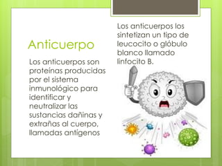 Anticuerpo
Los anticuerpos son
proteínas producidas
por el sistema
inmunológico para
identificar y
neutralizar las
sustancias dañinas y
extrañas al cuerpo,
llamadas antígenos
Los anticuerpos los
sintetizan un tipo de
leucocito o glóbulo
blanco llamado
linfocito B.
 