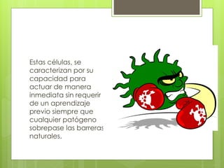 Estas células, se
caracterizan por su
capacidad para
actuar de manera
inmediata sin requerir
de un aprendizaje
previo siempre que
cualquier patógeno
sobrepase las barreras
naturales.
 