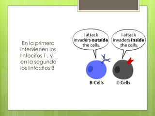 En la primera
intervienen los
linfocitos T , y
en la segunda
los linfocitos B
 