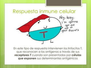 Respuesta inmune celular
En este tipo de respuesta intervienen los linfocitos T,
que reconocen a los antígenos a través de sus
receptores T cuando son presentados por células
que exponen sus determinantes antigénicos
 